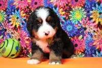 Murphy , a male Bernese Mountain Dog for sale in Trenton, MO – 4 of 8