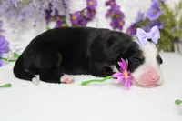 Maggie , a female Bernese Mountain Dog for sale in Trenton, MO – 7 of 9