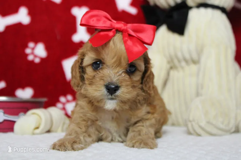 Maddie – Cockapoo puppy for sale in Trenton, MO