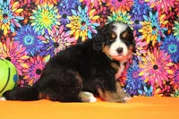 Heim , a male Bernese Mountain Dog for sale in Trenton, MO – 7 of 8