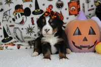 Lacy , a female Bernese Mountain Dog for sale in Trenton, MO – 2 of 9