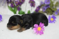 Pixie , a female Yorkshire Terrier for sale in Trenton, MO – 3 of 8