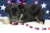 Bergamont , a male Siberian Husky and Miniature Aussiedoodle for sale in Trenton, MO – 5 of 7