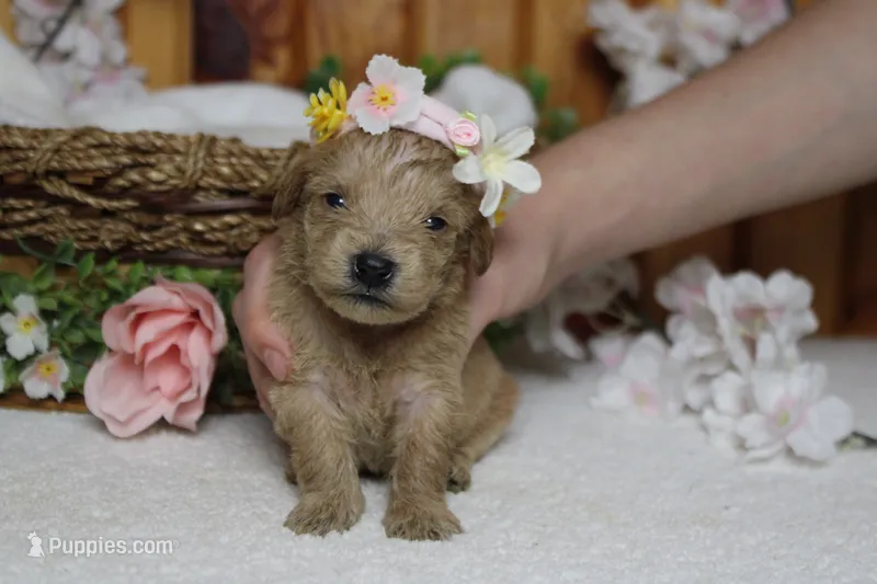 Champaign  – Schnoodle puppy for sale in Trenton, MO
