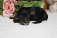 Tramp , a male Yorkipoo for sale in Trenton, MO – 8 of 9