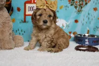 Katie, a female Cockapoo for sale in Trenton, MO – 4 of 8