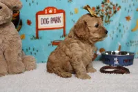 Katie, a female Cockapoo for sale in Trenton, MO – 7 of 8