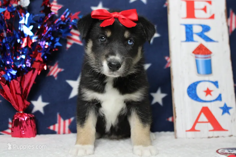 Dahlia  – Siberian Husky, Miniature Aussiedoodle puppy for sale in Trenton, MO