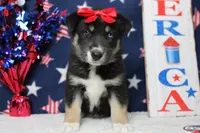 Dahlia , a male Siberian Husky and Miniature Aussiedoodle for sale in Trenton, MO – 1 of 7
