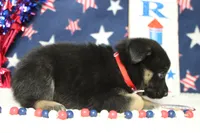 Pine , a male Siberian Husky and Miniature Aussiedoodle for sale in Trenton, MO – 7 of 7