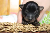 Toughy , a male Yorkipoo for sale in Trenton, MO – 3 of 8