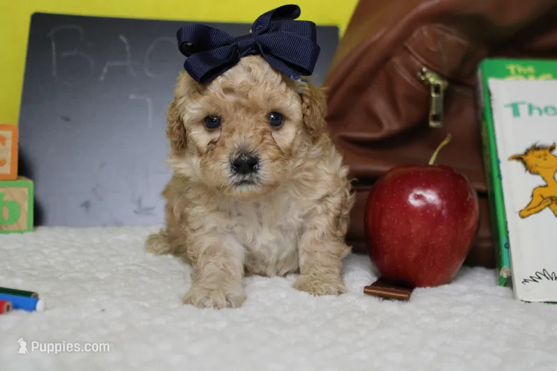 Brittany – Cavapoo puppy for sale in Trenton, MO