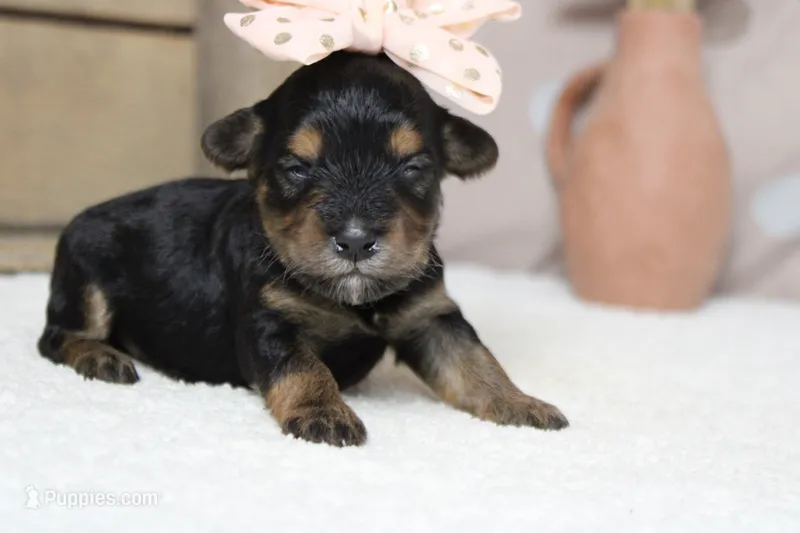Darling  – Yorkipoo puppy for sale in Trenton, MO