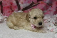 Theodore, a male Poodle - Toy  for sale in Trenton, MO – 7 of 9