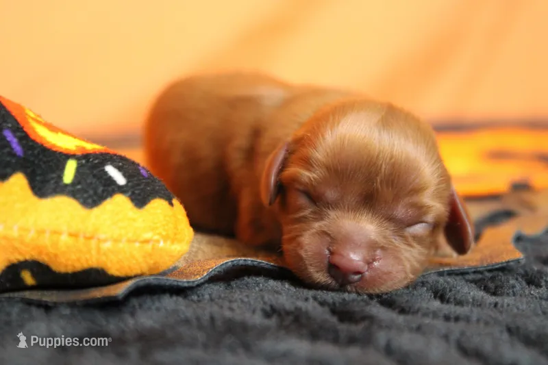 Strawberry  – Cavalier King Charles Spaniel puppy for sale in Trenton, MO