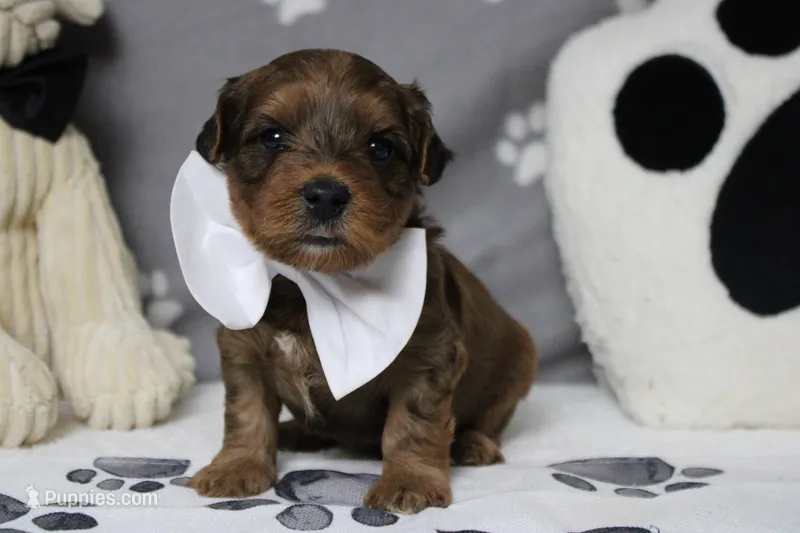Trusty  – Yorkipoo puppy for sale in Trenton, MO