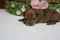 Jacque , a male Yorkipoo for sale in Trenton, MO – 9 of 10