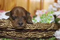 Jacque , a male Yorkipoo for sale in Trenton, MO – 3 of 10