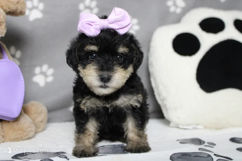 Rose – Schnoodle puppy for sale in Trenton, MO