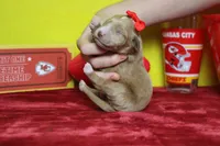 Firefly , a female Goldendoodle for sale in Trenton, MO – 8 of 8