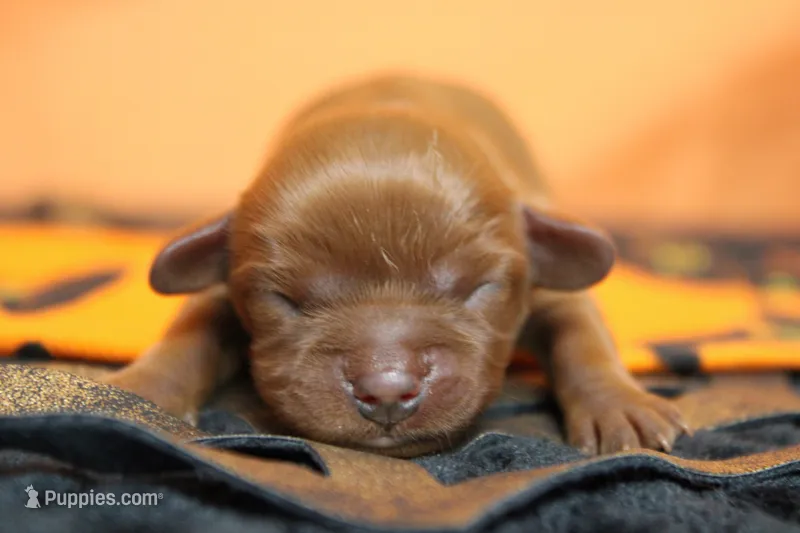 Cherry  – Cavalier King Charles Spaniel puppy for sale in Trenton, MO