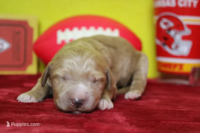 Blaze , a male Goldendoodle for sale in Trenton, MO – 1 of 9