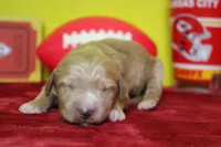 Blaze , a male Goldendoodle for sale in Trenton, MO – 1 of 9