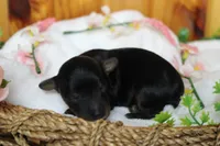 Tramp , a male Yorkipoo for sale in Trenton, MO – 4 of 9