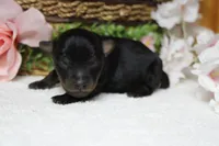 Toughy , a male Yorkipoo for sale in Trenton, MO – 7 of 8