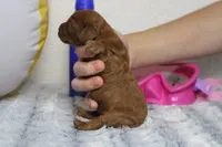 Natalie, a female Cockapoo for sale in Trenton, MO – 10 of 10