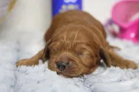 Natalie, a female Cockapoo for sale in Trenton, MO – 4 of 10