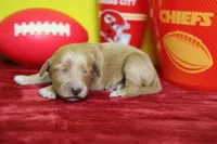 Sparky , a male Goldendoodle for sale in Trenton, MO – 3 of 8