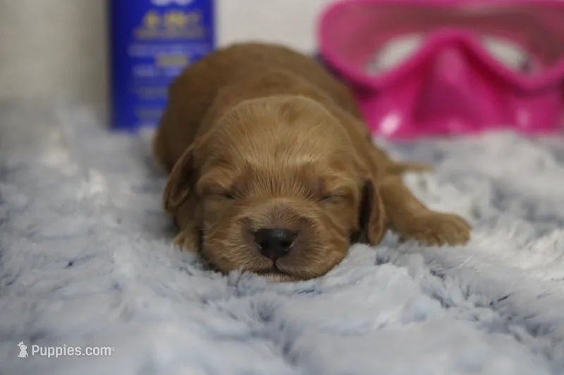 Carrie – Cockapoo puppy for sale in Trenton, MO