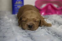 Carrie, a female Cockapoo for sale in Trenton, MO – 1 of 5