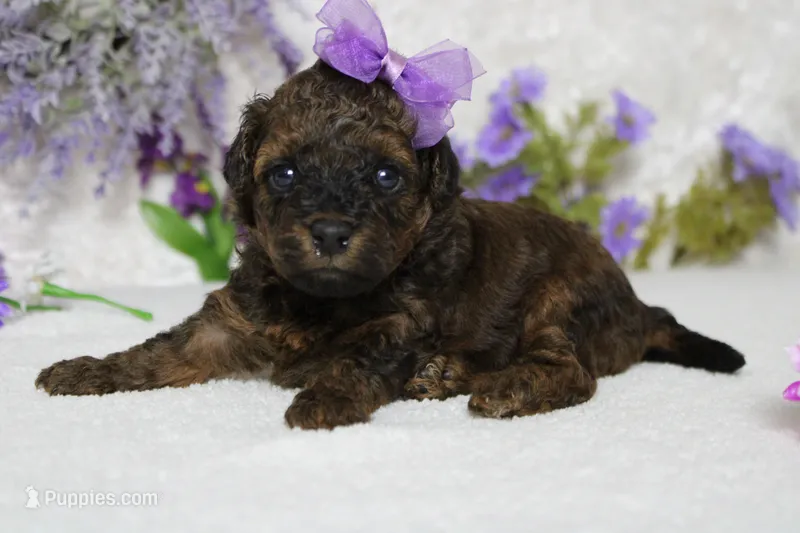 Ella – Cavapoo puppy for sale in Trenton, MO