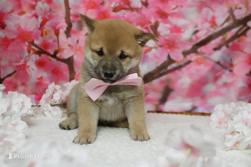 Dylan  – Shiba Inu puppy for sale in Trenton, MO