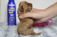Jocelyn, a female Cockapoo for sale in Trenton, MO – 2 of 6