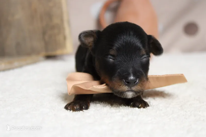 Tramp  – Yorkipoo puppy for sale in Trenton, MO