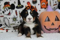 Lacy , a female Bernese Mountain Dog for sale in Trenton, MO – 4 of 9