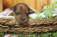 Jacque , a male Yorkipoo for sale in Trenton, MO – 2 of 10