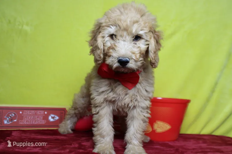 Mandarin  – Poodle - Miniature  puppy for sale in Trenton, MO