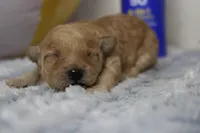 Brittany, a female Cavapoo for sale in Trenton, MO – 4 of 7