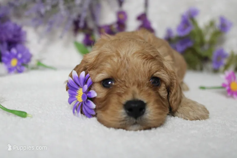 Ray – Cavapoo puppy for sale in Trenton, MO