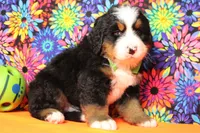 Murphy , a male Bernese Mountain Dog for sale in Trenton, MO – 8 of 8
