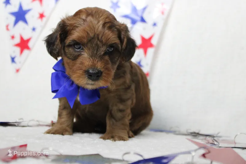 Trusty  – Yorkipoo puppy for sale in Trenton, MO