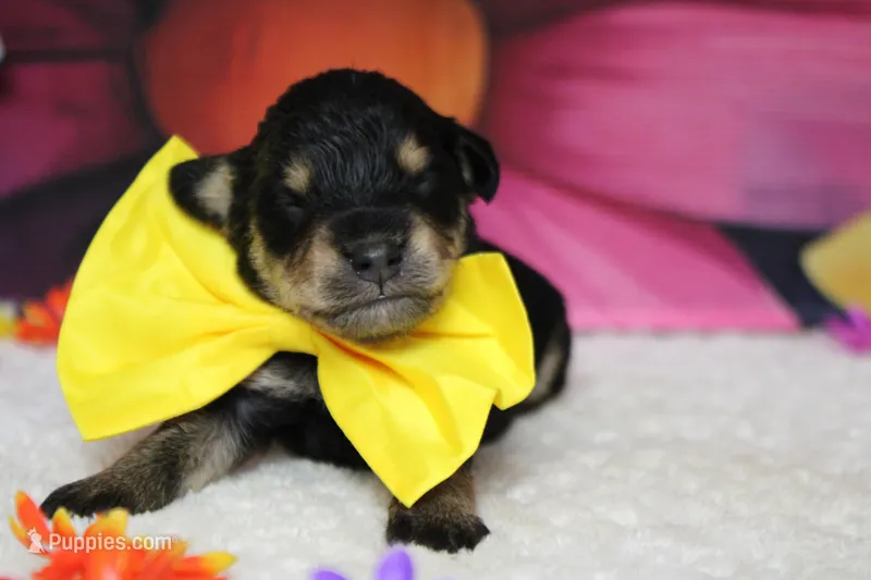 Chardonnay – Schnoodle puppy for sale in Trenton, MO