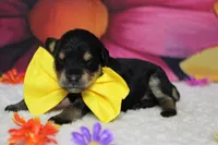 Chardonnay, a male Schnoodle for sale in Trenton, MO – 3 of 5