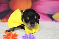 Chardonnay, a male Schnoodle for sale in Trenton, MO – 2 of 5