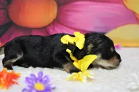Chardonnay, a male Schnoodle for sale in Trenton, MO – 5 of 5