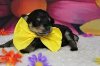Chardonnay, a male Schnoodle for sale in Trenton, MO – 4 of 5